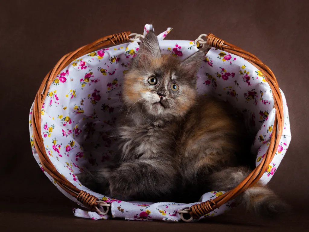 how big do maine coon cats get - studio images of a fluffy calico maine coon kitten in a wicker basket
