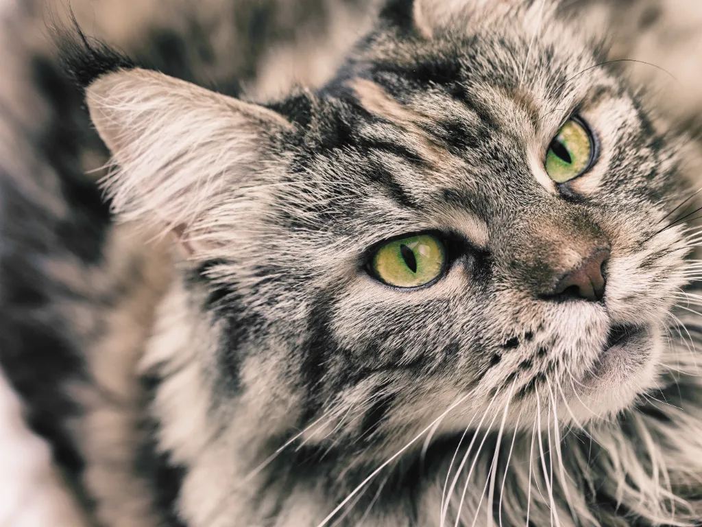 how much is a maine coon: face image of a grey tabby maine coon