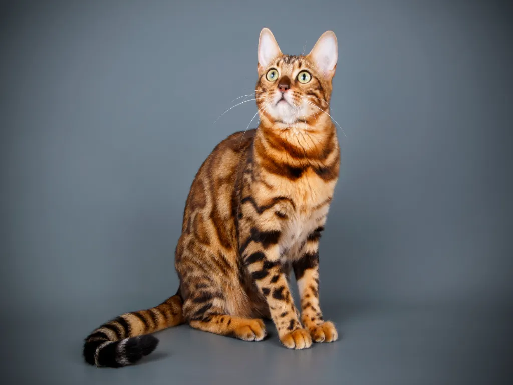 bengal cat sitting prettily looking upwards on a grey background, portrait shot