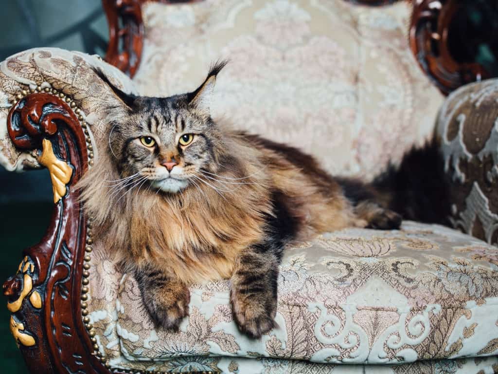 Are Maine Coon Cats Good Family Pets image of a brown tabby maine coon cat laying on an ornate brocade chair