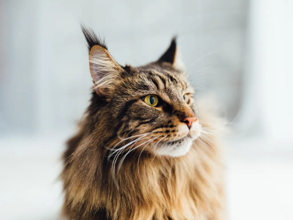 How much is a maine coon: brown tabby Maine Coon cat on a white background