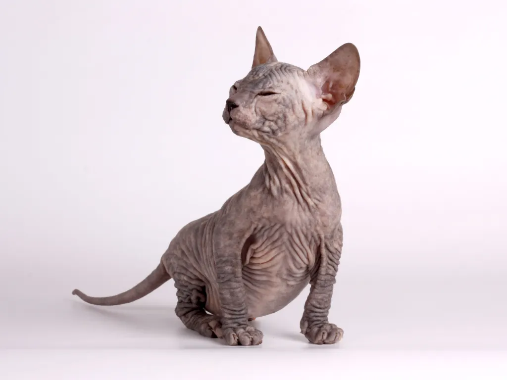 studio portrait of a dark grey wrinkled sphynx kitten