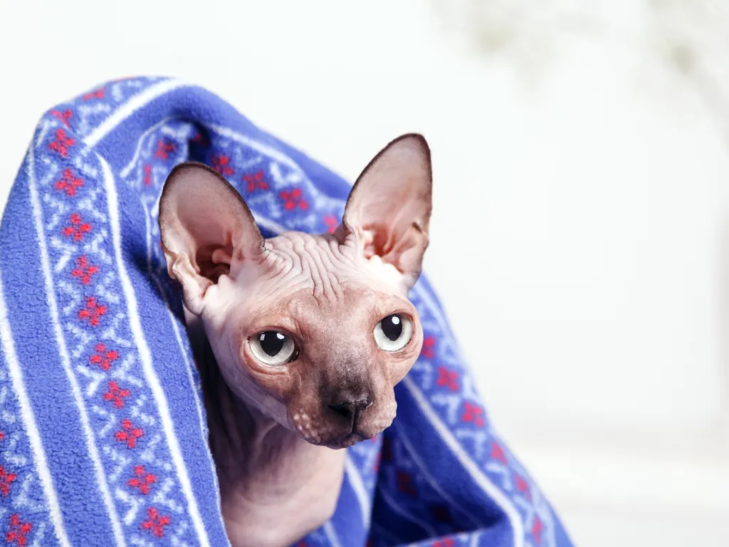 sphynx at wrapped up in blued blanket with head peaking out