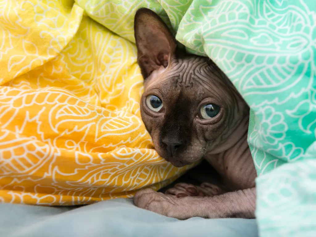 grey sphynx cat peeking its head out from under green and yellow blankets