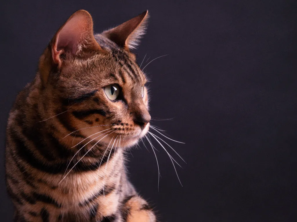 are Bengal cats hypoallergenic  - studio image of a brown tabby Bengal cat on a grey background