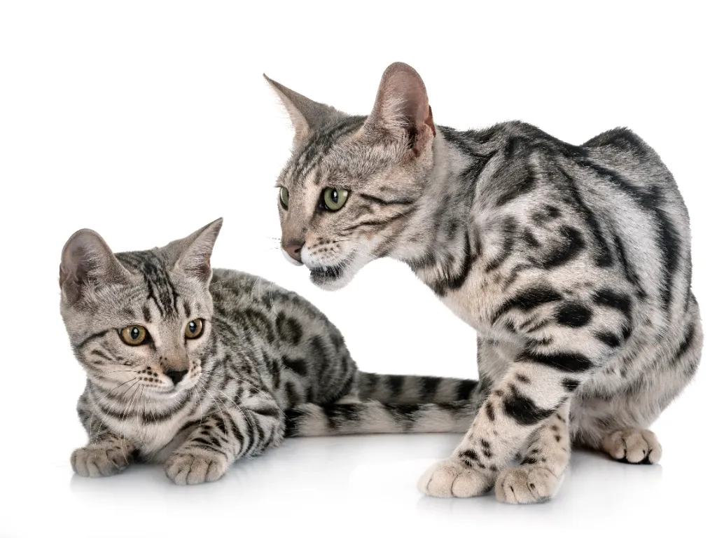 are Bengal cats hypoallergenic - studio photo of two silver Bengal cats on a white background