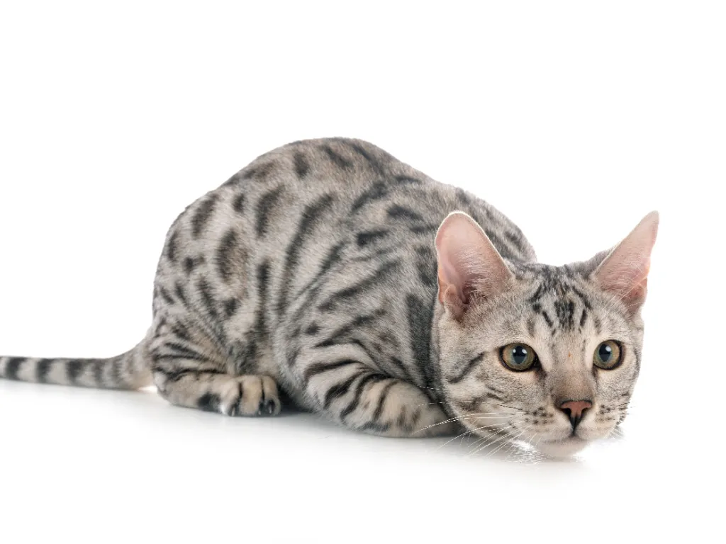 Silver Bengal cat getting ready to pounce, white background