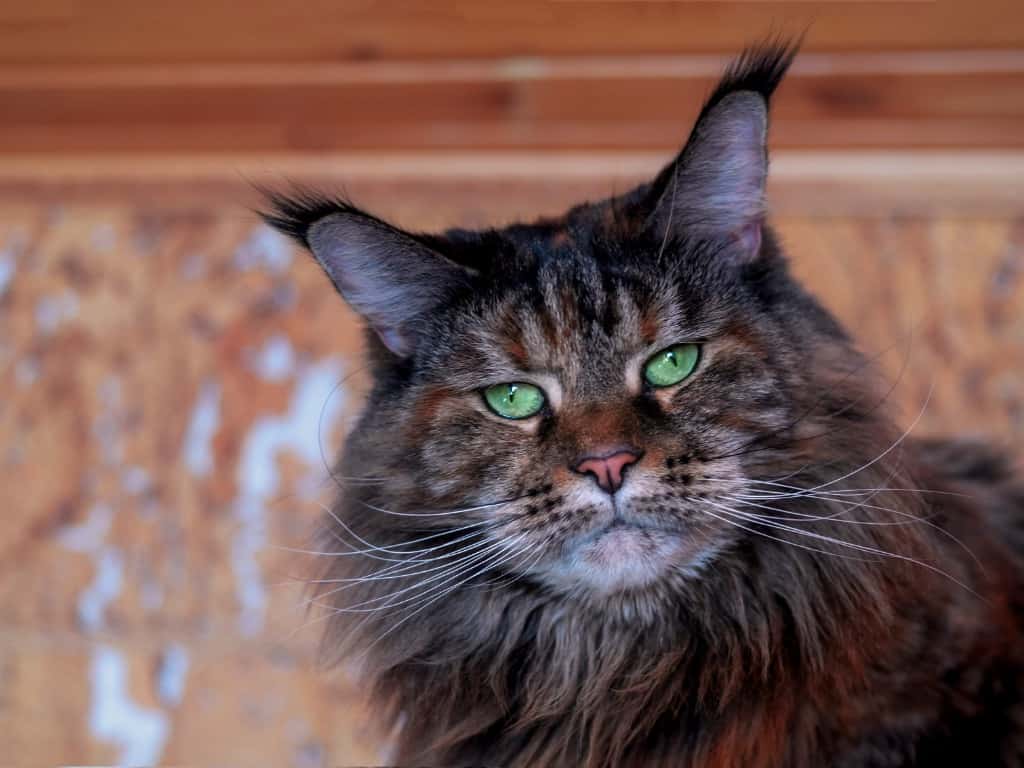 grey tabby maine coon cat with green eyes