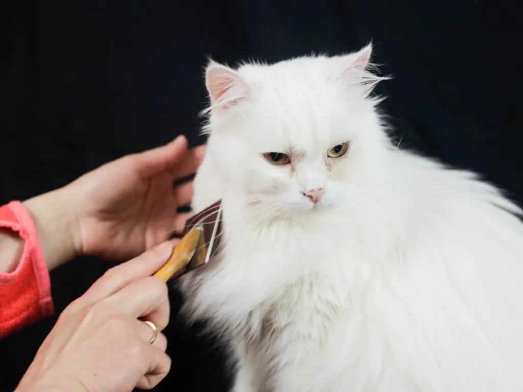 white longhaired cat being groomed with a slicker brush, black background