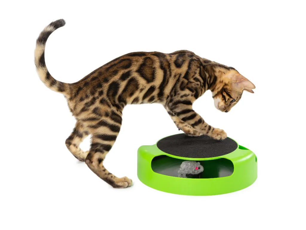 brown rosetted bengal cat playing with an interactive cat toy, white background