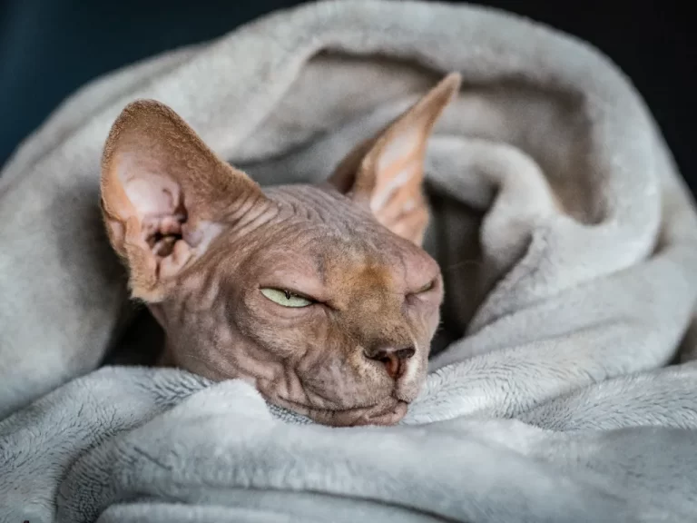 what is the best temperature for sphynx cats - grey sphynx cat wrapped up in a grey blanket with just his head poking out