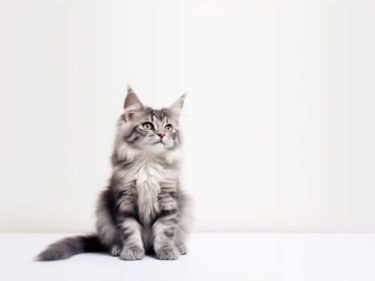 Maine Coon cats make good family pets: ai image of a grey tabby Maine Coon kitten on a white background