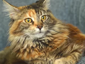 ARE MAINE COON CATS BIG? closeup image of a beautiful tortoiseshell Maine coon cat