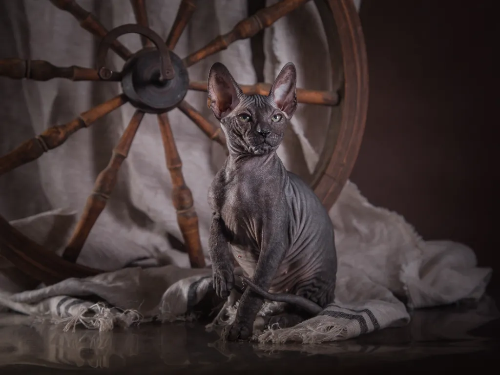 black sphynx cats - black sphynx cat sitting on a grey blanket in front of a wagon wheel on a brown background