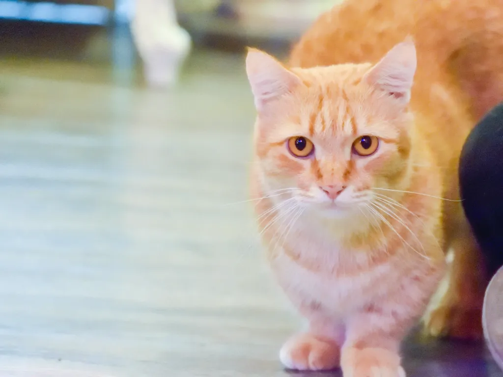 orange tabby munchkin cat looking at the camera