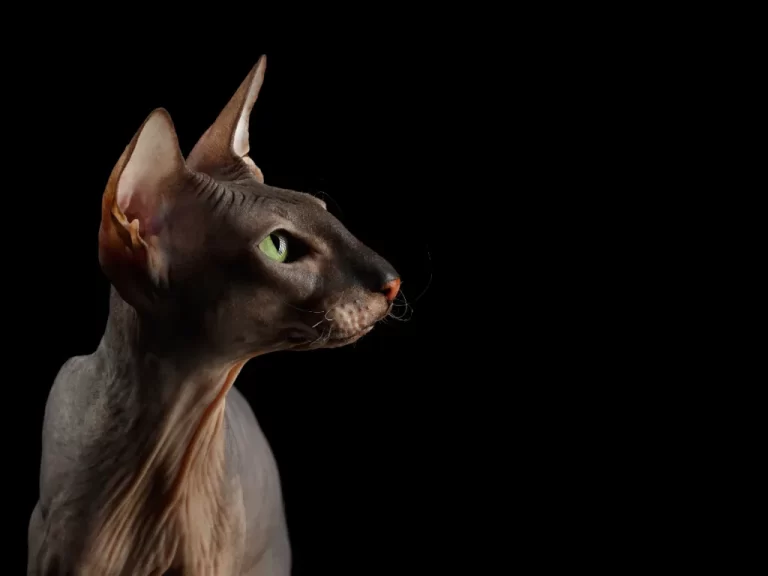 are black sphynx cats rare - studio images of a black sphynx cat on a black background