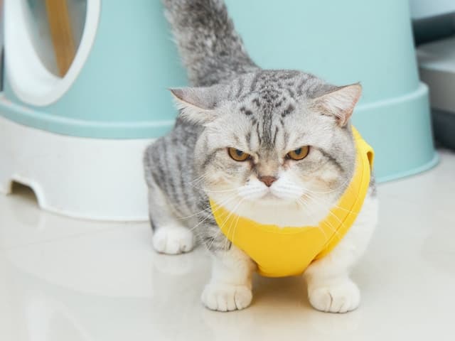 munchkin cat price image of grumpy grey and white munchkin cat wearing a yellow bandanna