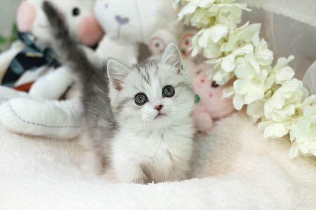 munchkin cat price - image of cute grey and white munchkin kitten on a soft white blanket