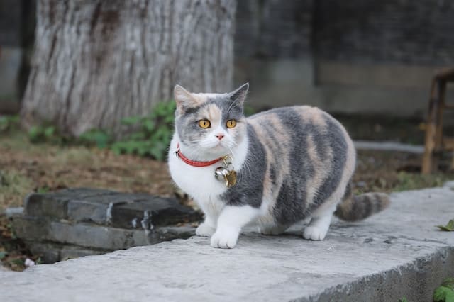 calico munchkin cat outdoors wearing a red collar with a bell