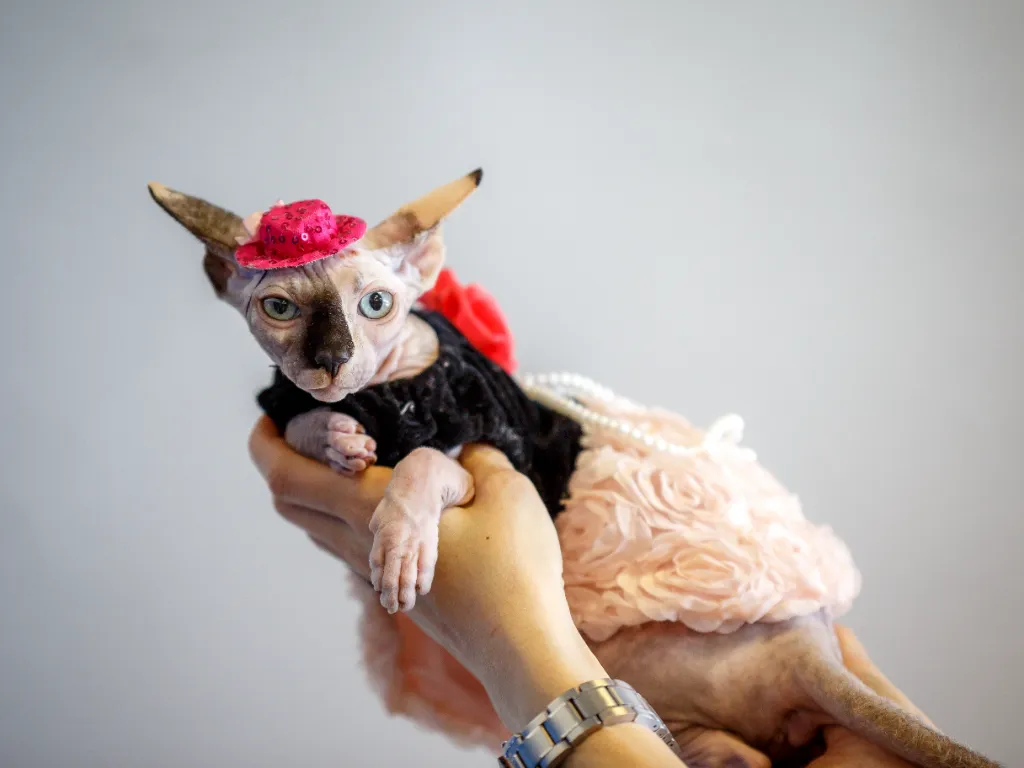 sphynx cat clothes - a white sphynx cat with a black nose, dressed up in a dress with a tiny hat and looking very unhappy about it