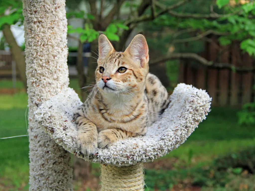 savannah cat costs - savannah cat female laying on a cat tree platform