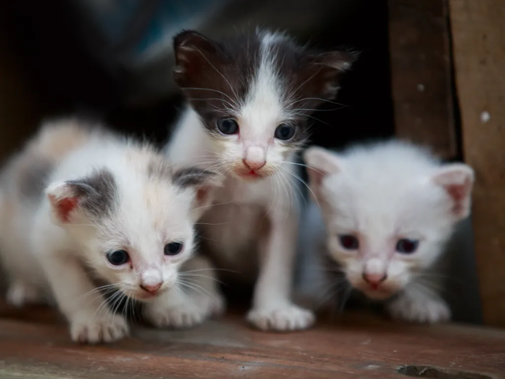 three week old kittens just learning to walk on a wood floor