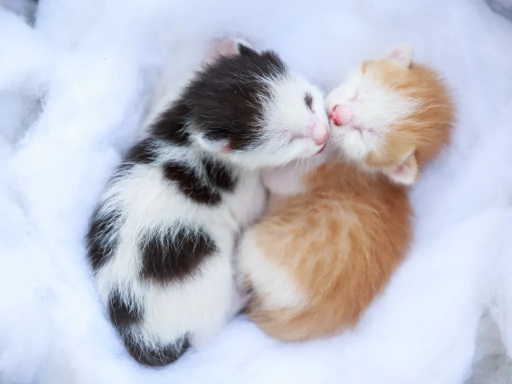 a black and white newborn kitten snuggled up with an orange and white newborn kitten on a soft white blanket