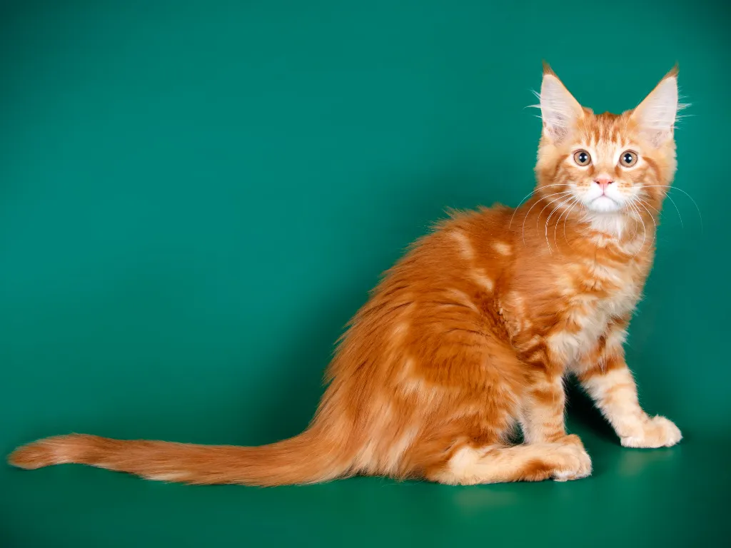 maine coon tabby mix orange - studio image of an orange maine coon marbled tabby on a blue green background