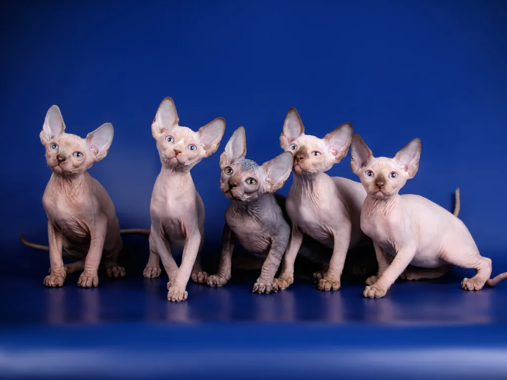 Sphynx cat price - studio photo of five sphynx kittens on a royal blue background