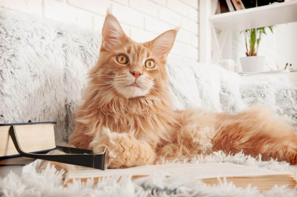 how long do Maine coon cats live - a large orange Maine Coon cat laying on a white shag rug