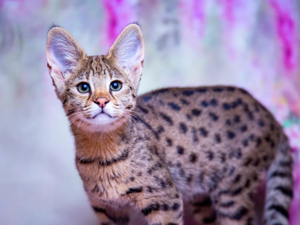 Savannah Cat Cost - studio image of a young Savannah at with a grey and purple background
