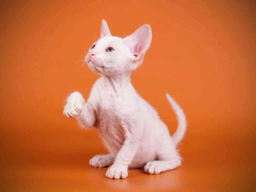 are all sphynx cats hairless - studio image of a very fuzzy sphynx kitten on an orange background