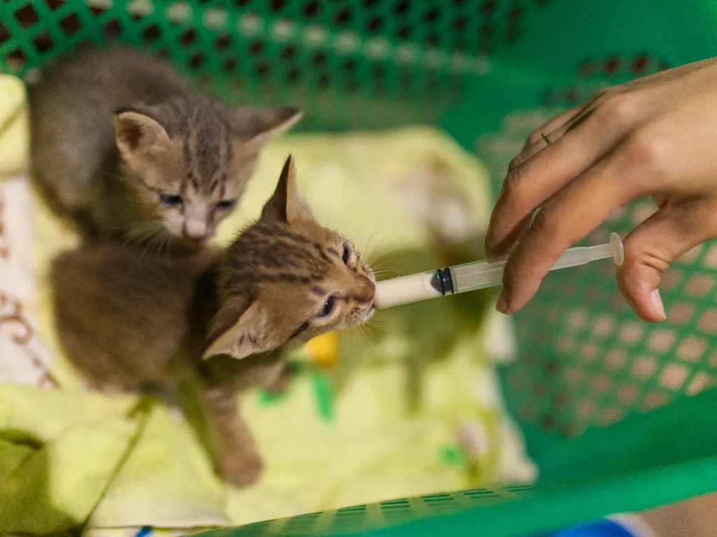 how to dilute cow milk for kittens - two grey kittens in a green basket with a yellow blanket being fed milk with a syringe