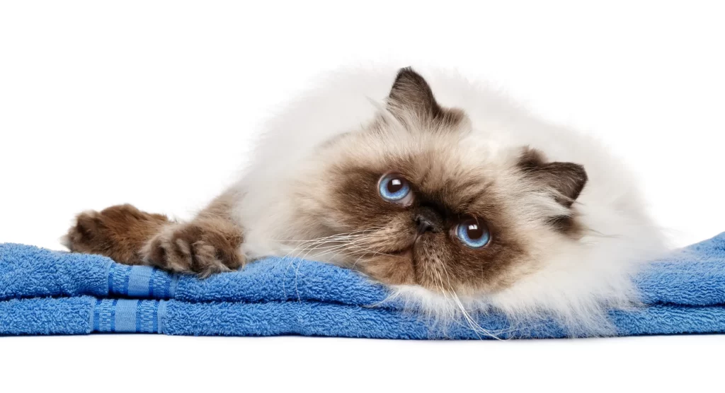 Persian cat cost - cream colorpoint persian cat laying on a blue blanket with a white background