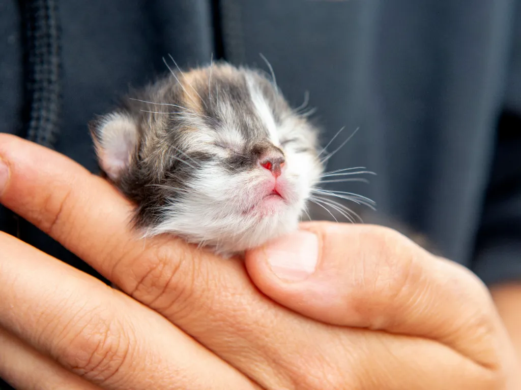 newborn calico kitten being held in a person's hand