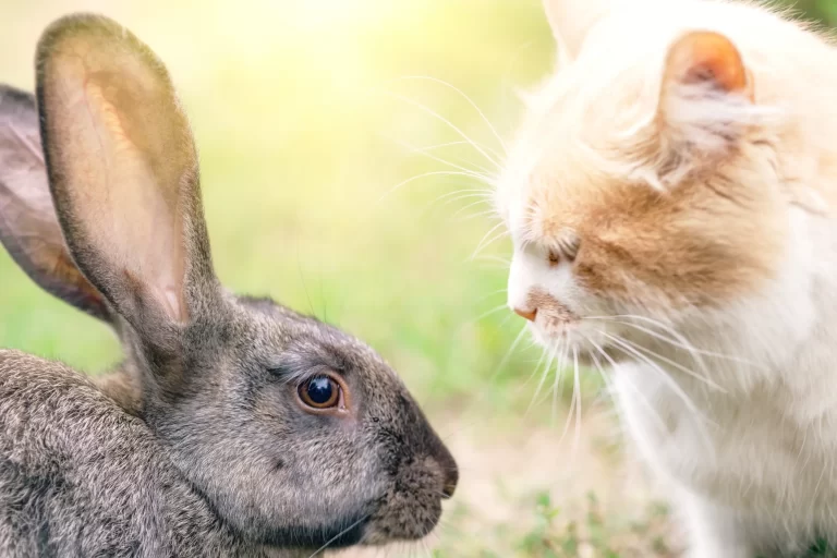 orange and white cat looking at a grey rabbit, outdoors with grass background