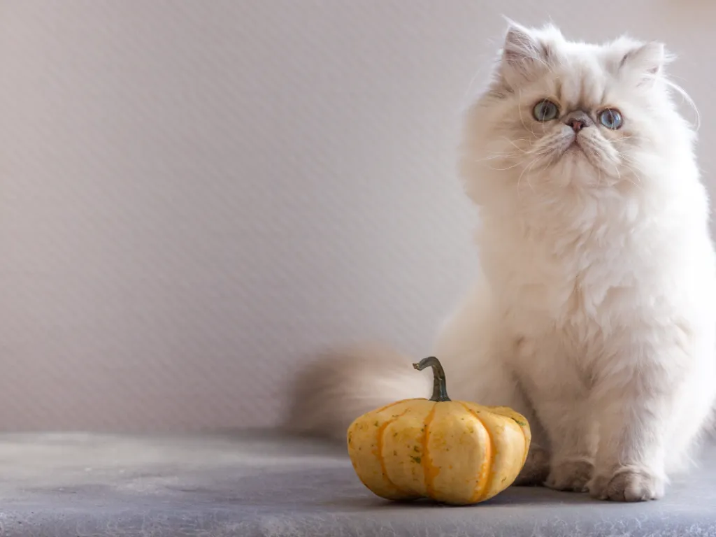 fluffy white persian cat sitting next to a small pumpkin, white background