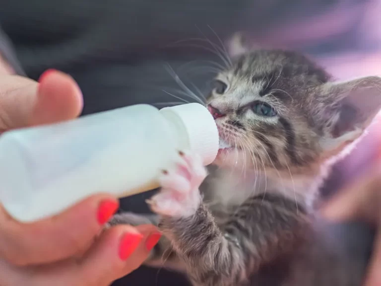 grey tabby kitten drinking milk from a bottle