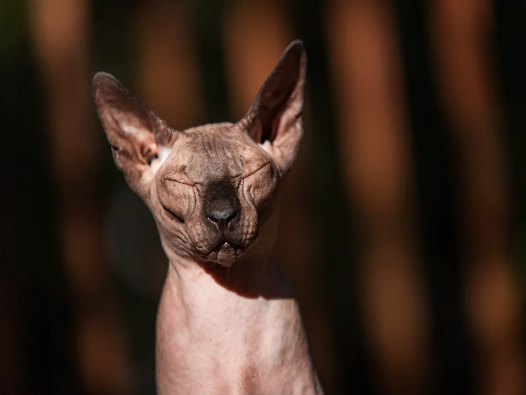 head shot of a grey sphynx cat with a black nose, eyes closed, on a black and brown striped background