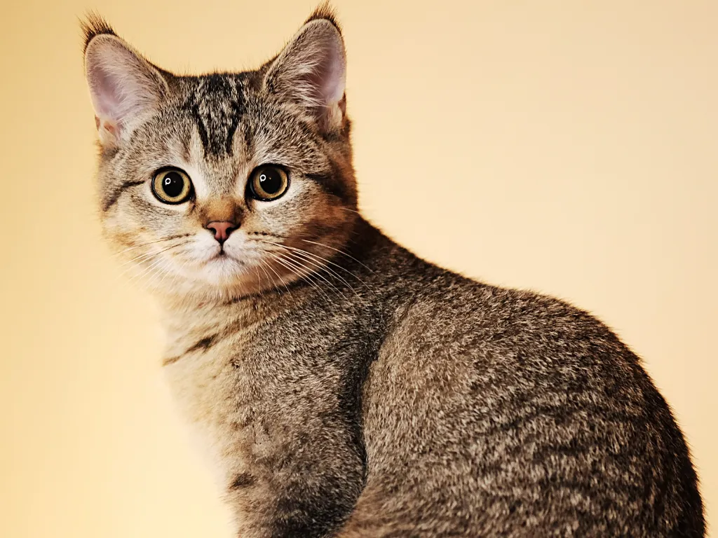 maine coon british shorthair mix kitten, orange background