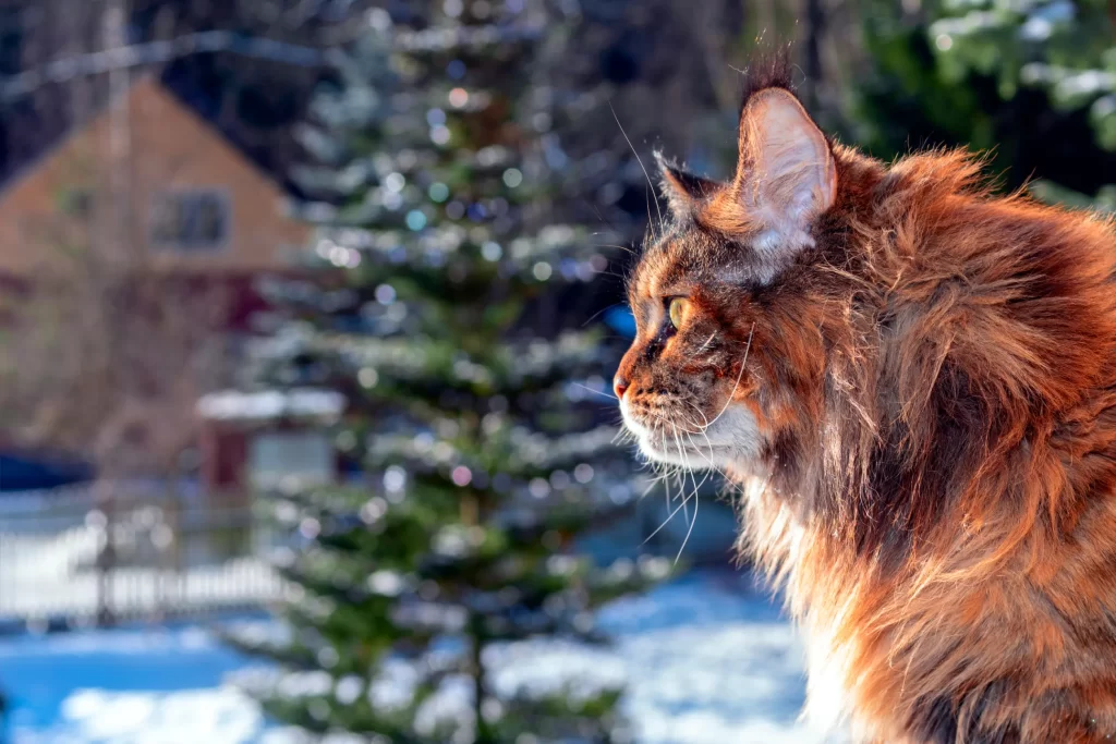profile view of a maine coon cat sitting in a window with a background of snow and pine trees