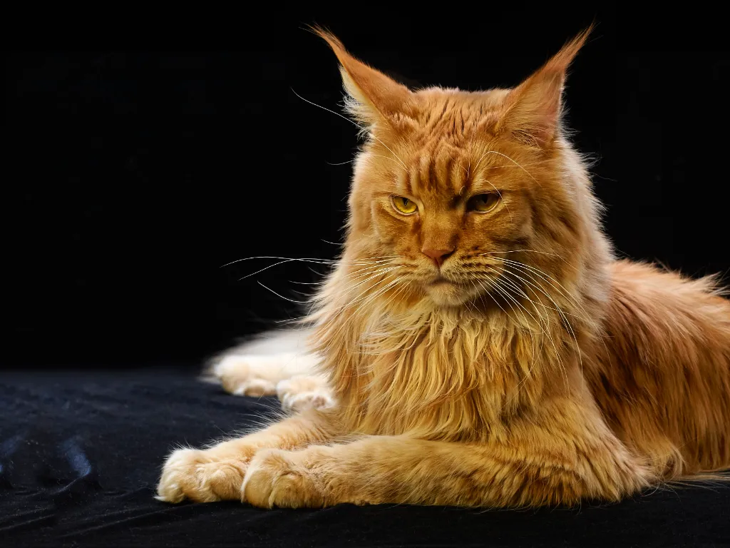 Are Maine Coon cats hypoallergenic - orange maine coon cat on a black background