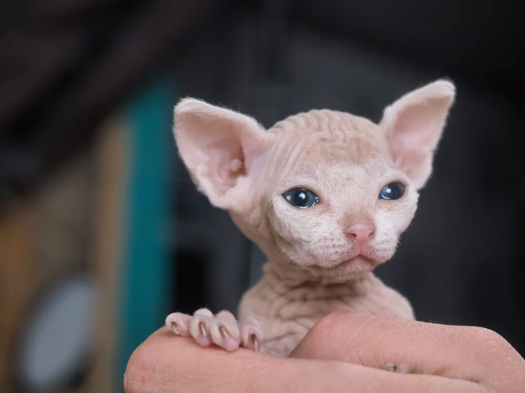 very small white sphynx kitten held in hand of a mand