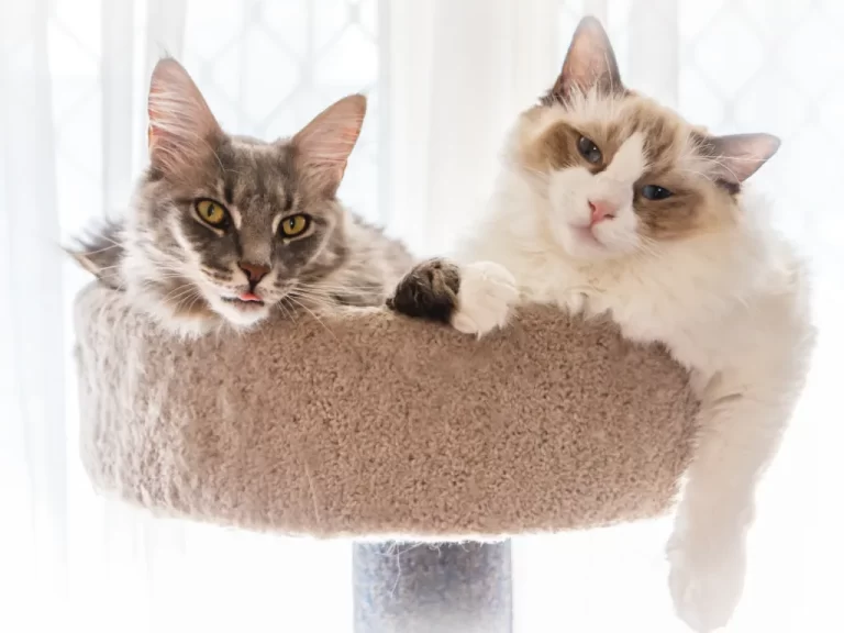 a maine coon cat and a ragdoll cat laying together at the top of a cat tree