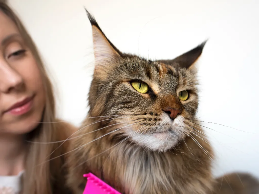 image of a grey tabby maine coon cat being brushed by a woman with a pink slicker brush