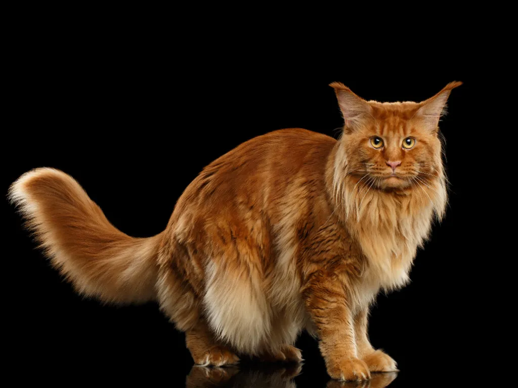 studio image of a maine coon orange marble tabby cat on a black background