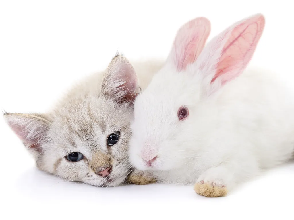 grey kitten cuddled up to a white rabbit on a white background