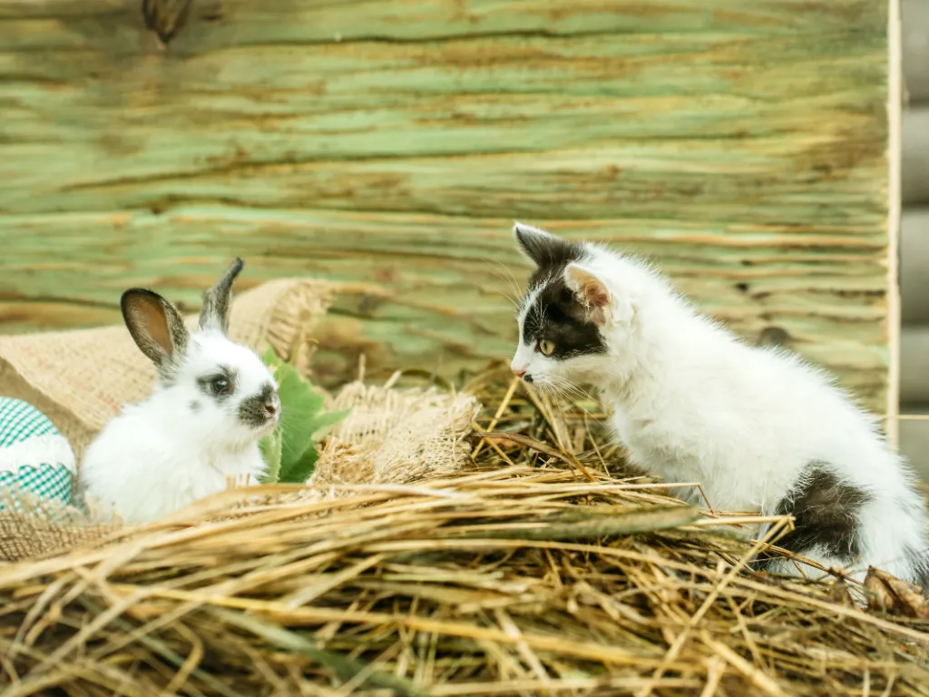 Can You Use Cat Litter For Rabbits - a black and white kitten looking curiously at a black and white bunny on a bed of hay with barnwood background