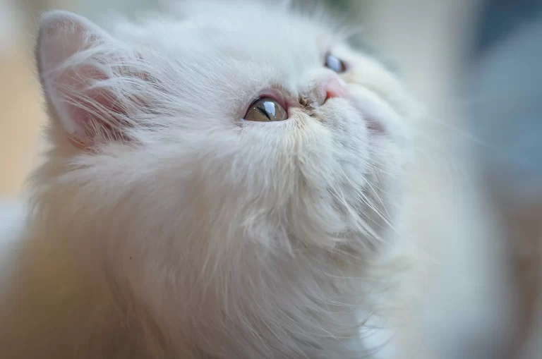 persian cat cost - profile view of the face of a white persian cat