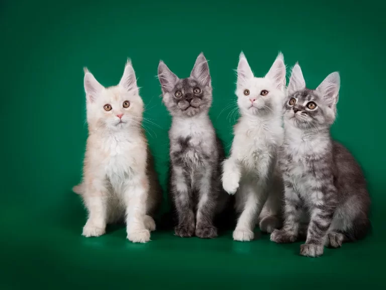 four cute maine coon kittens sitting in a row on a green background